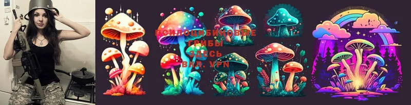 Галлюциногенные грибы Psilocybe  мега tor  Мураши 